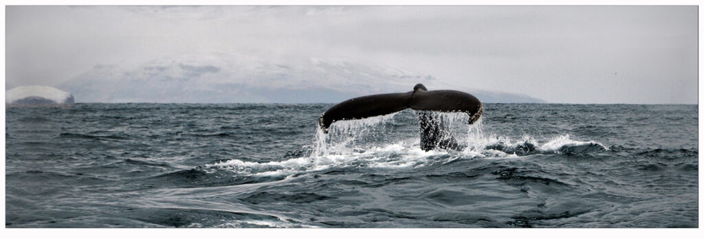 Buckelwal beim Whalewatching in Dalvik in Island